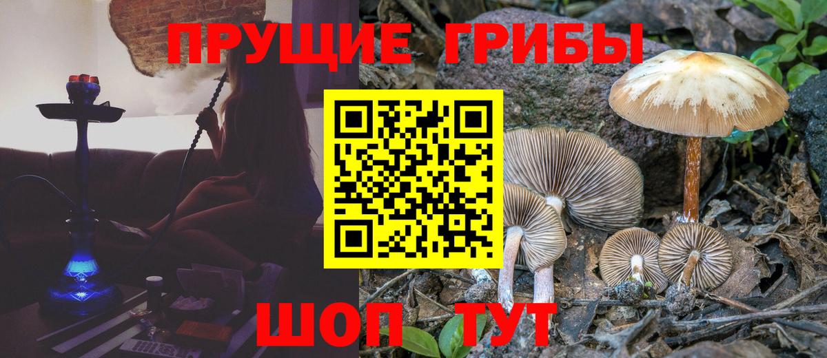 Мариинск  Псилоцибиновые грибы Cubensis  Вход с VPN 